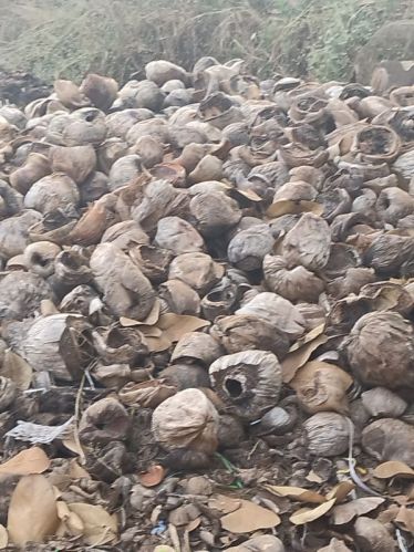 Common Dry Coconut Shell, Grade : Food