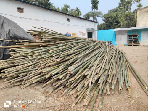 Bamboo Pole, Length : 4.25mtr, 4.5mtr