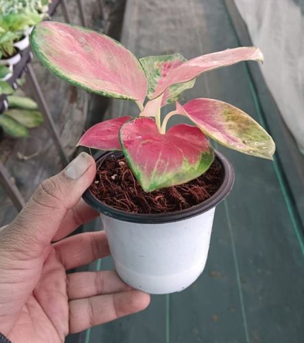 Aglaonema Plant, Packaging Type : Plastic Bag