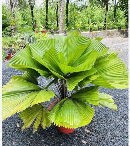Green Fan Palm Plant, Packaging Type : Plastic Bag