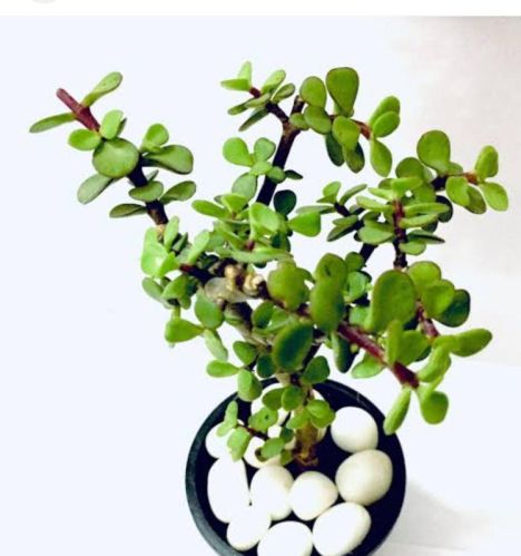 Jade Plant, Packaging Type : Plastic Bag