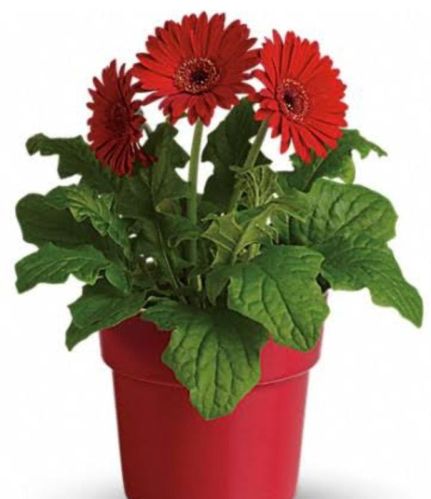 Natural Transvaal Gerbera Daisy Plant, Feature : Nice Fragrance