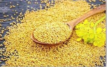 Yellow Mustard Seeds, For Cooking