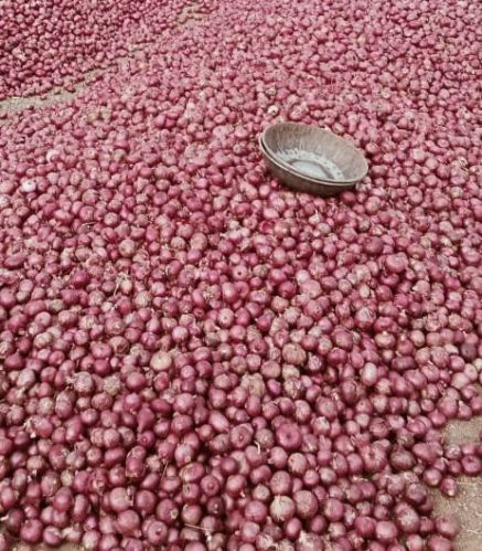 A Grade Fresh Red Onion, Packaging Size : Loose