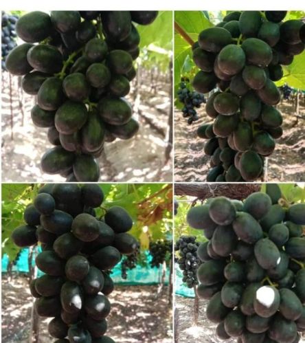 Black Sharad Grapes, Taste : Rich Sweet In Taste