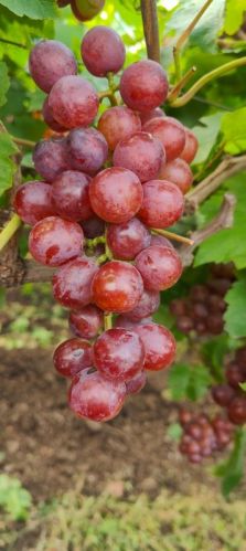 Fresh Red Grapes, For Human Consumption, Packaging Size : 10 Kg, 20 Kg, 50 Kg