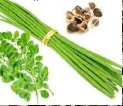 Reddy Agric Moringa Odc Seeds