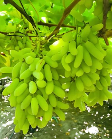 Organic Fresh Long Green Grape