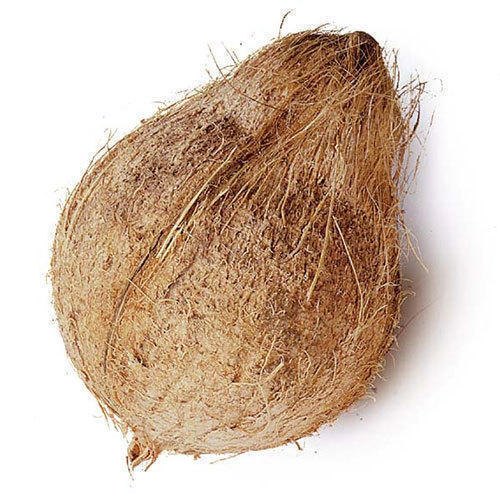 Hard Organic Semi Husked Coconut, For Pooja, Medicines