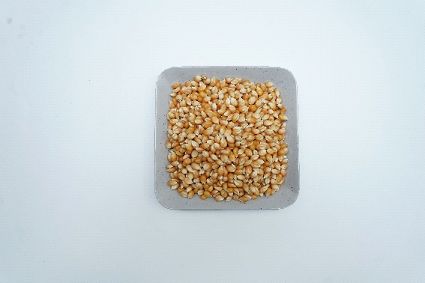 Common Maize Seeds, Style : Fresh