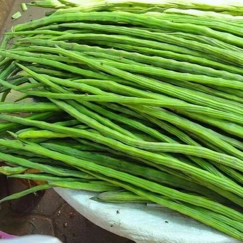 Green Organic A Grade Drumstick, For Cooking, Packaging Type : Gunny Bag