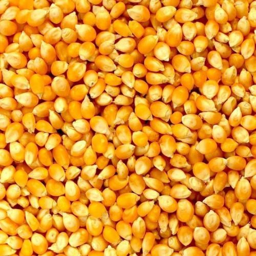 Organic Fresh Maize Seeds, Packaging Type : Plastic Packet