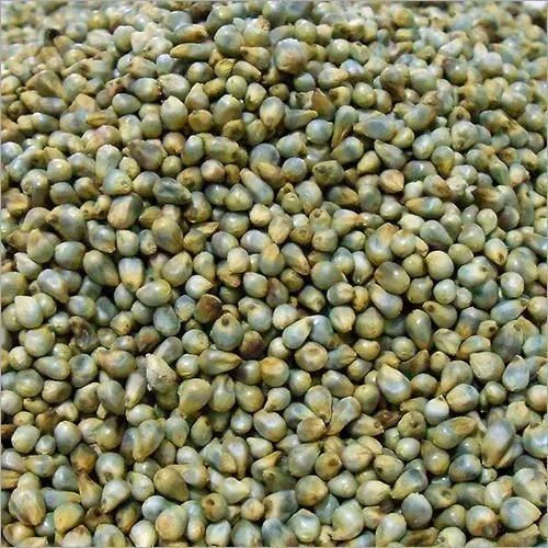 Natural Green Native Pearl Millet, For Cooking, Cattle Feed, Packaging Type : PP Bag