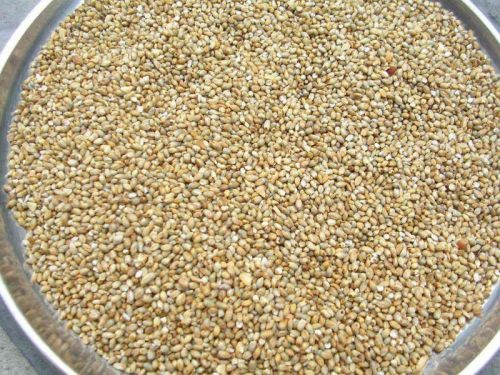 Natural Kambu Millet, For Cooking, Cattle Feed, Packaging Type : PP Bag