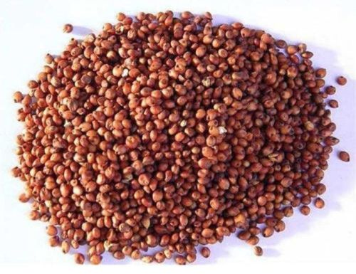 Natural Red Sorghum Millet, For Cooking, Cattle Feed, Packaging Type : PP Bag