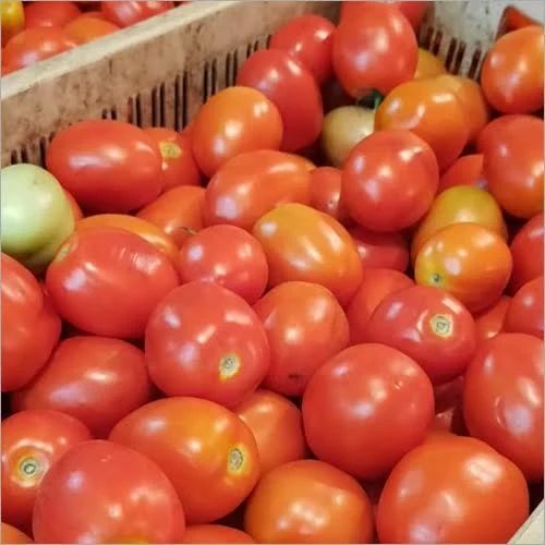 Red Hybrid Fresh Tomato, For Cooking, Shelf Life : 10-15 Days