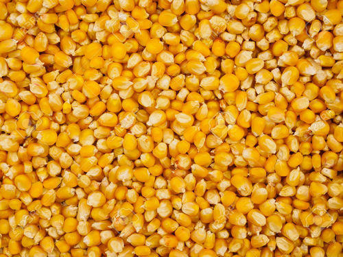 Natural Yellow Corn Seeds, For Cattle Feed, Human Consuption, Packaging Type : Bags