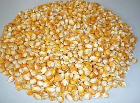 Natural Pure Yellow Corn Seeds, For Cattle Feed, Human Consuption, Packaging Type : Bags