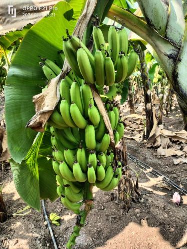 Common Fresh Hybrid Banana, Packaging Type : Plastic Crate