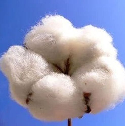 White Plain Organic Raw Cotton, For Clothes, Feature : Pure, Anti-bacterial, Quick Dry, Soft