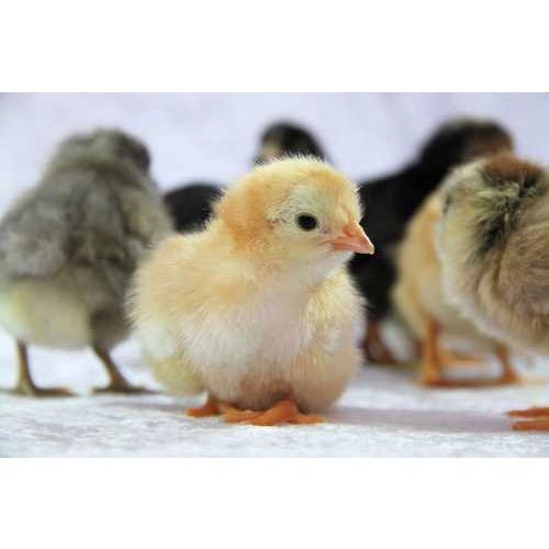 Multicolor One Day Old Gramapriya Chicks, For Farming