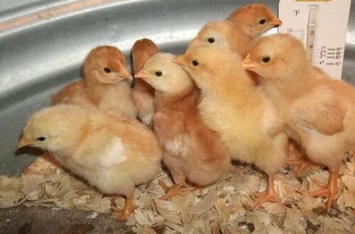 One Day Old Vanaraja Chicks, For Farming