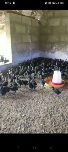 One Month Old Black Kadaknath Chicks