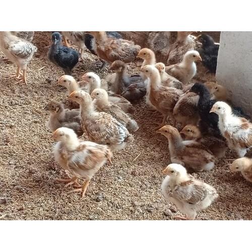 One Month Old Vanaraja Chicks, For Farming