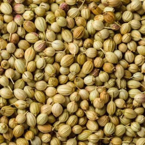 Natural Coriander Seeds, For Cooking, Grade Standard : Food Grade