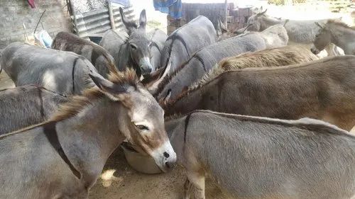 Female Donkey