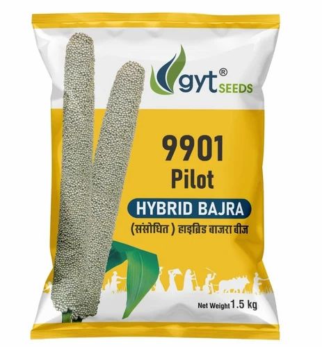 Grey 9901 Pilot Hybrid Bajra Seeds, For Agriculture, Packaging Type : Plastic Packet