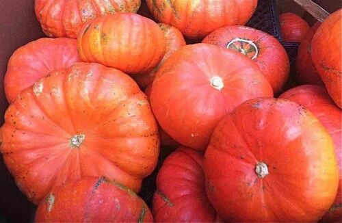 A Grade Red Pumpkin, Shelf Life : 10 Days