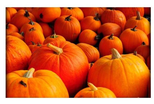 Natural Red Pumpkin, Shelf Life : 10 Days