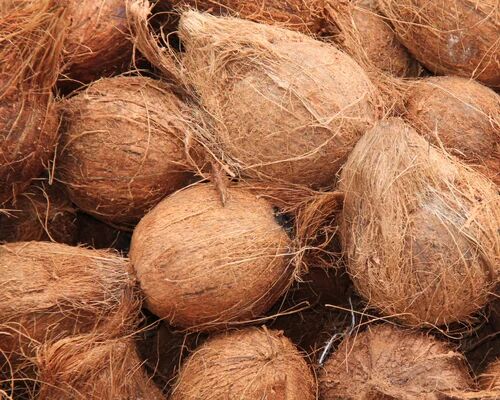 Brown Solid Natural Semi Husked Coconut, For Pooja, Cooking, Packaging Type : Gunny Bags