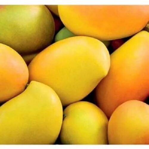 Organic A Grade Banganapalli Mango, Taste : Sweet