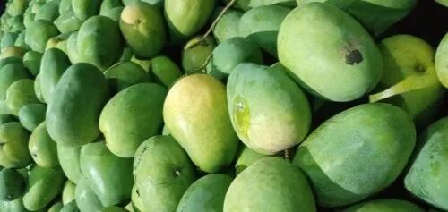 Natural Banginapalli Mango, Taste : Sweet