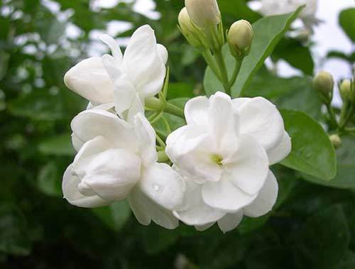 White Natural Fresh Jasmine Flower, For Decorative, Vase Displays