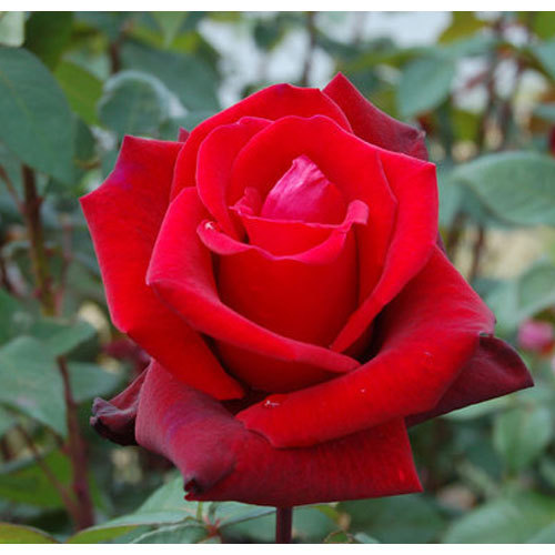 Natural Fresh Red Rose Flower, For Cosmetics, Decoration, Gifting, Feature : Freshness, Non Harmful