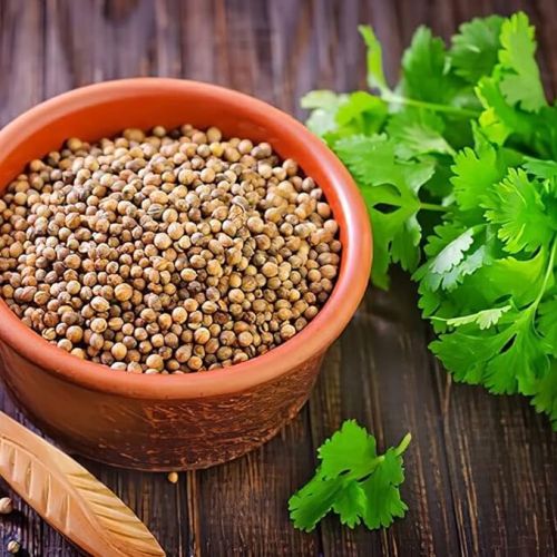 Light Brown Fine Grinds Natural Coriander Seeds, For Spices, Grade Standard : Food Grade