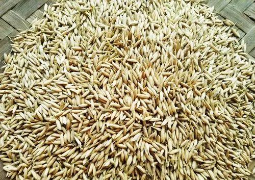 Paddy Seeds, Packaging Type : Jute