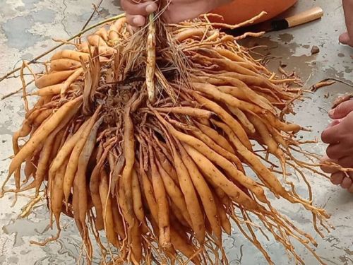 Brown Shatavari Root, For Ayurvedic Medicine, Purity : 99%