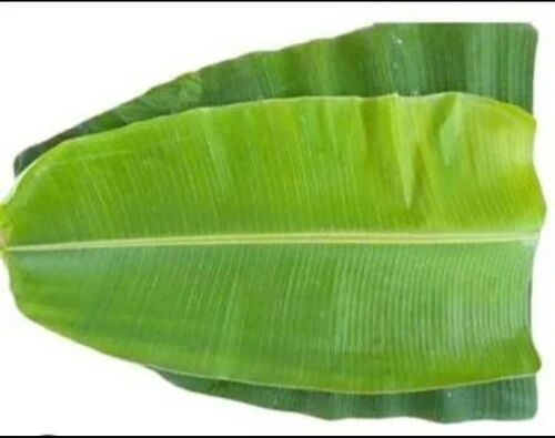 Green Natural Fresh Banana Leaf, For Making Disposable Items, Packaging Type : Gunny Bag