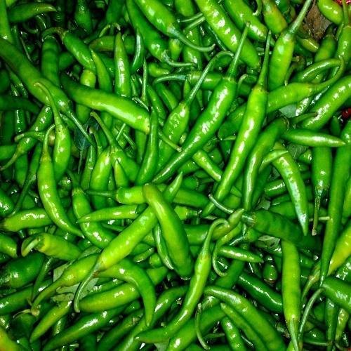 Fresh Green Chilli, Packaging Type : Gunny Bag