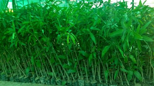 Green Aamrpali Mango Plant