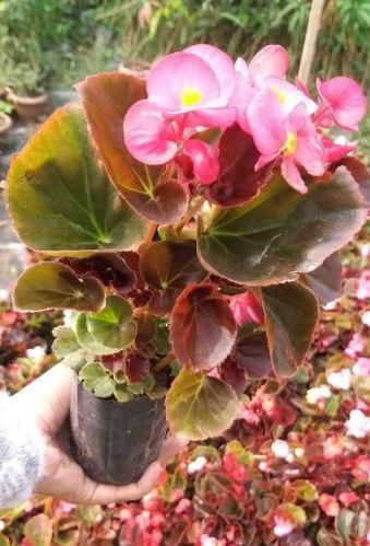 Red Begonia Plant, For Garden