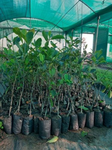 Jackfruit Plant, Variety : Barahmasi