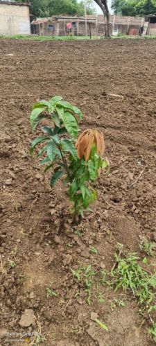 Green Langda Mango Plant