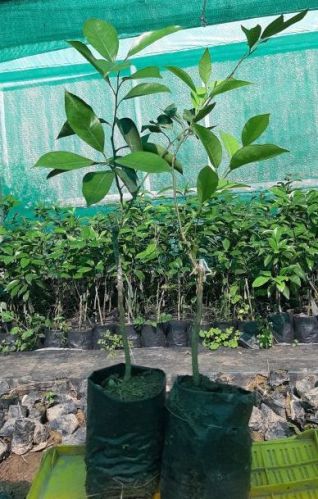 Green Natural Mausambi Plant, For Agriculture, Variety Available : Sweet Lime