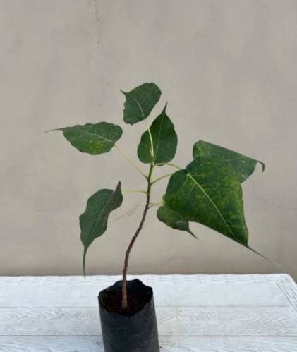 Peepal Plant, Purity : 90%