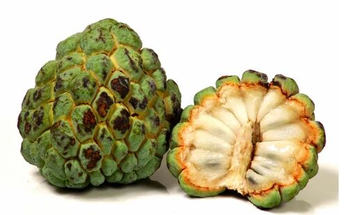 Green A Grade Fresh Custard Apple, For Human Consumption, Packaging Type : Jute Bag